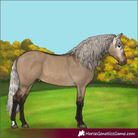 Horse Color:Gray Silver Brown Dun Appaloosa