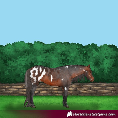 Horse Color:White Spotted Bay Appaloosa 