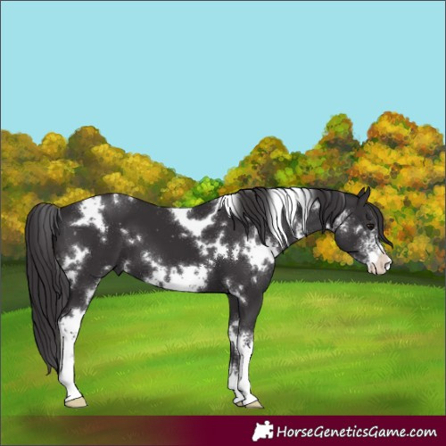 Horse Color:White Spotted Smoky Black Sabino 