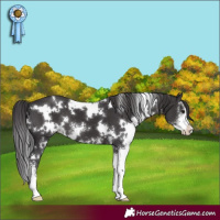 Horse Color:White Spotted Smoky Black Sabino