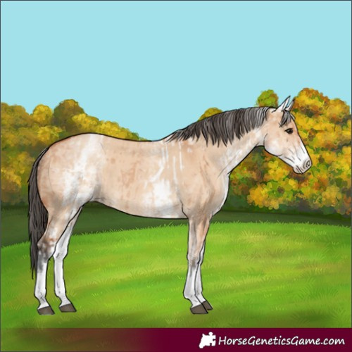 Horse Color:White Spotted Bay Dun Rabicano and White Spotted Bay Dun Rabicano