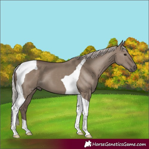 Horse Color:Silver Grullo Tobiano 