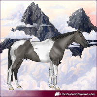Horse Color:Grullo Tobiano