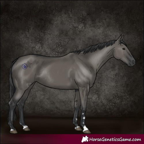 Horse Color:Grullo Rabicano 