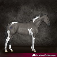 Horse Color:Grullo Tobiano Rabicano 