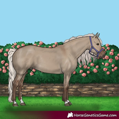 Horse Color:Silver Grullo Rabicano