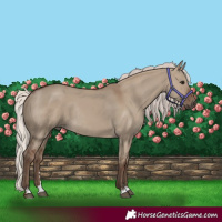 Horse Color:Silver Grullo Rabicano 
