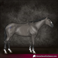 Horse Color:Grullo Rabicano