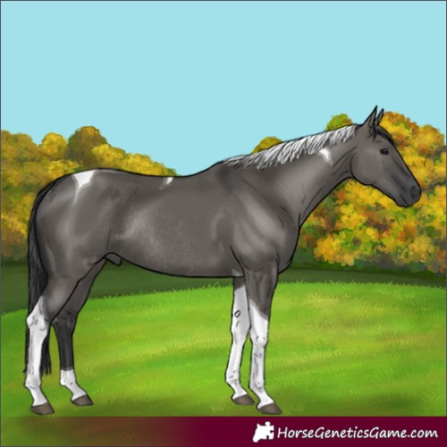 Horse Color:Grullo Tobiano Rabicano 