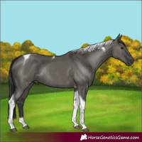 Horse Color:Grullo Tobiano Rabicano
