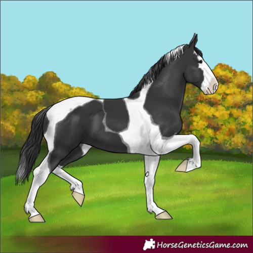 Horse Color:Black Splash Tobiano 