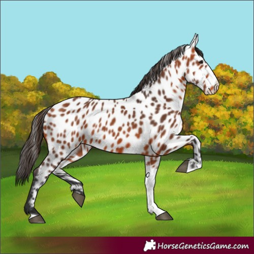 Horse Color:Unknown 