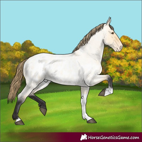 Horse Color:Unknown 