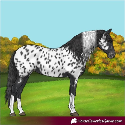 Horse Color:Unknown 