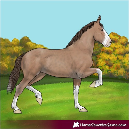 Horse Color:Unknown 