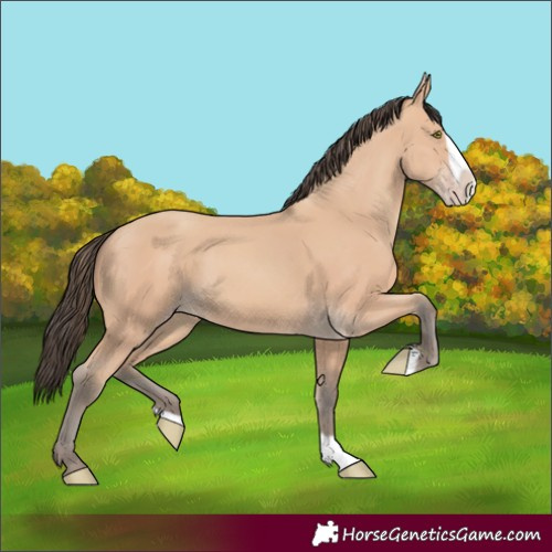 Horse Color:Unknown 