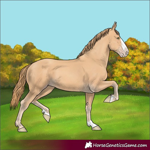 Horse Color:Unknown 