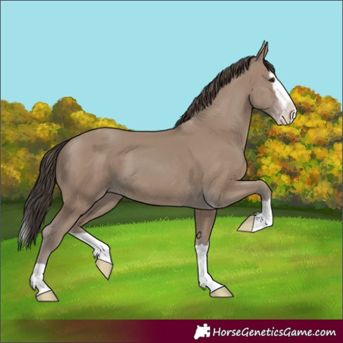 Horse Color:Unknown 