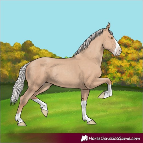 Horse Color:Unknown 