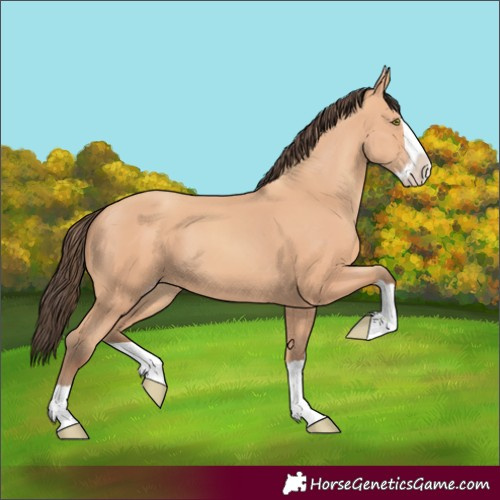 Horse Color:Unknown 