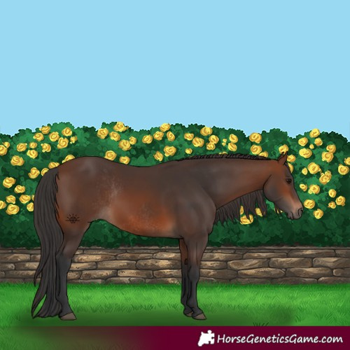 Horse Color:Brown Rabicano and Brown Rabicano