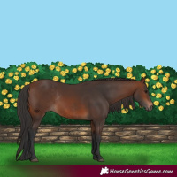 Horse Color:Brown Rabicano  and Brown Rabicano 
