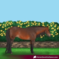 Horse Color:Brown Rabicano  and Brown Rabicano 