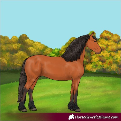 Horse Color:Bay 