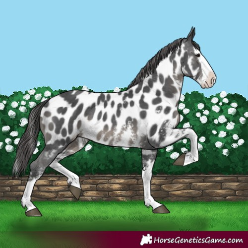 Horse Color:Black Sabino Splash Appaloosa