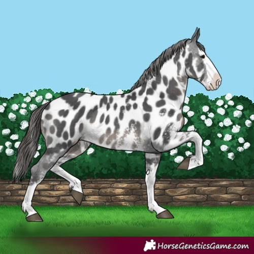 Horse Color:Black Sabino Splash Appaloosa 