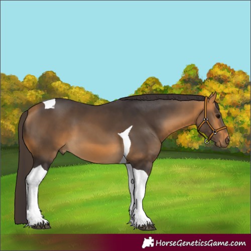 Horse Color:Buckskin Tobiano