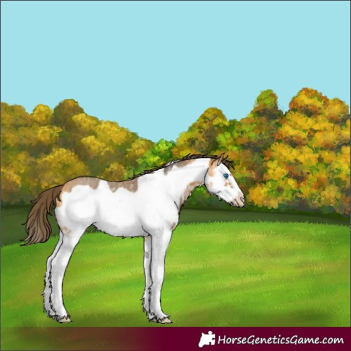 Horse Color:Buckskin Sabino Splash Frame Snowflake Varnish
