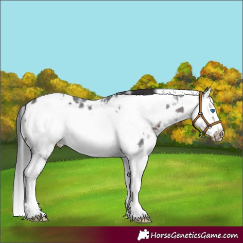 Horse Color:White Spotted Brown Sabino Splash Frame Near Leopard