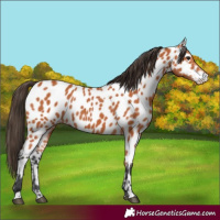 Horse Color:Bay Leopard 