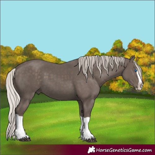 Horse Color:Silver Black Splash