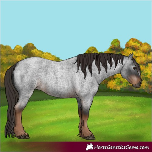 Horse Color:Unknown 