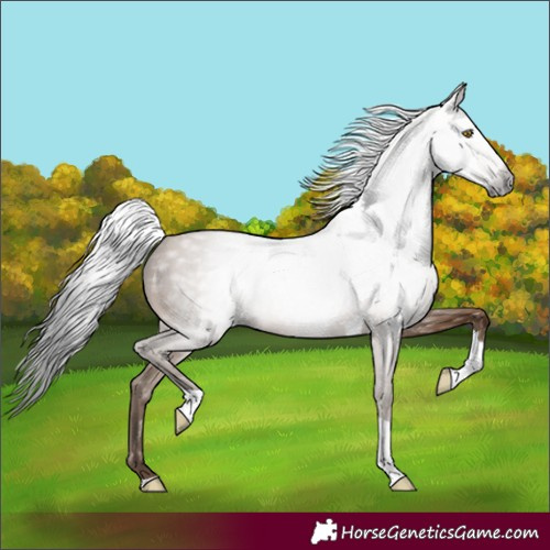 Horse Color:Gray Amber Champagne Tobiano
