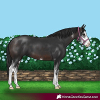 Horse Color:Brown Sabino