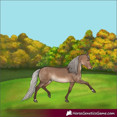 Horse Color:Silver Brown Dun 