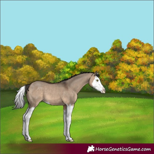 Horse Color:Bay Dun Splash 