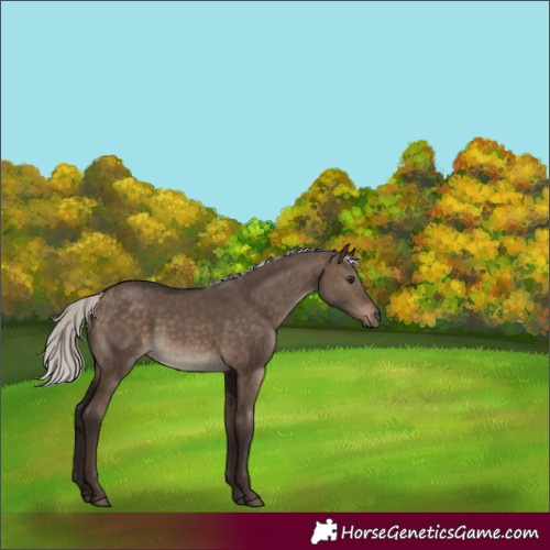 Horse Color:Silver Brown Dun 