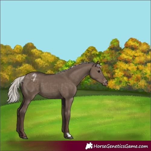 Horse Color:Silver Grullo Appaloosa 