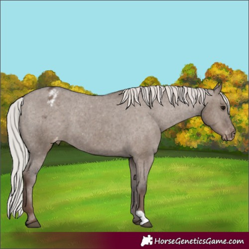 Horse Color:Silver Grullo Appaloosa 
