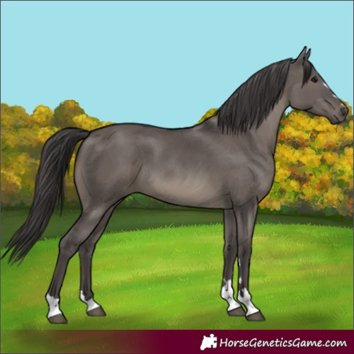 Horse Color:Smoky Grullo 