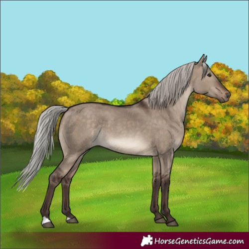 Horse Color:Silver Brown Dun 