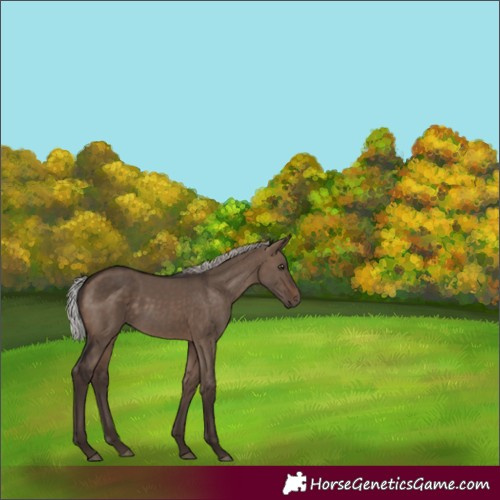 Horse Color:Silver Brown Dun 