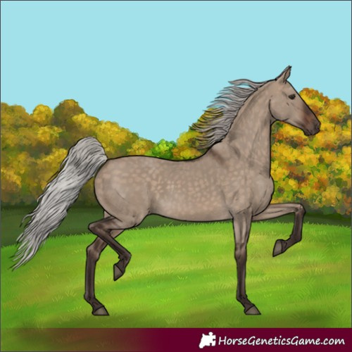 Horse Color:Silver Brown Dun 