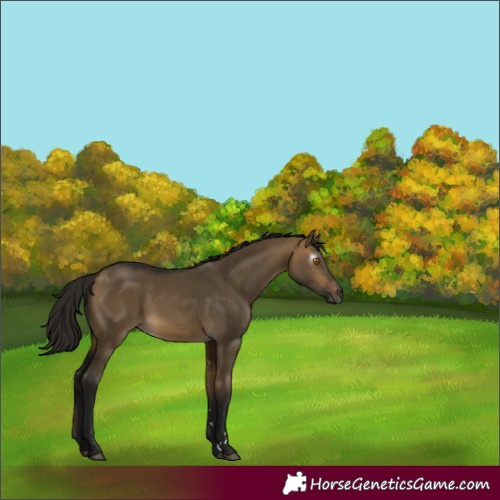 Horse Color:Gray Buckskin Dun 