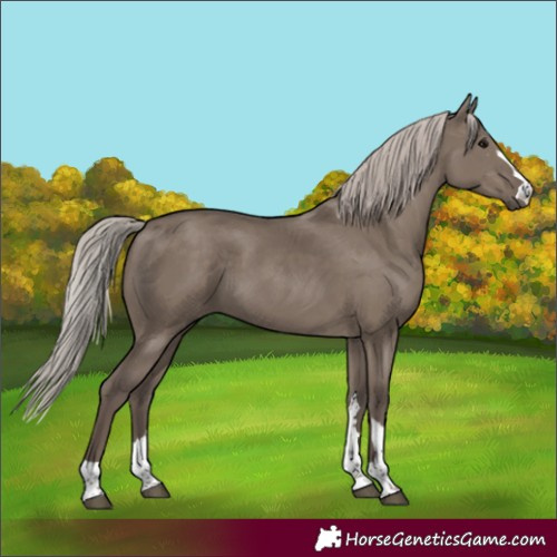 Horse Color:Silver Grullo 