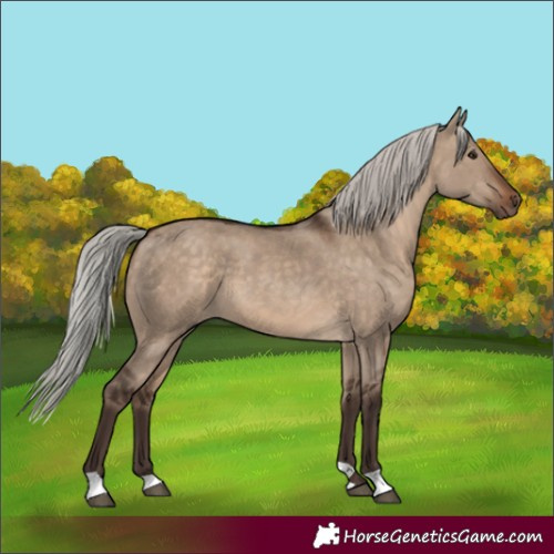 Horse Color:Silver Brown Dun